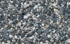 9348_kiesel-mit-muscheln